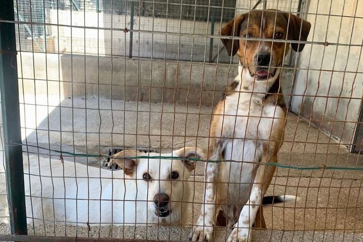 La Lega del cane di Salerno, “È emergenza abbandoni”