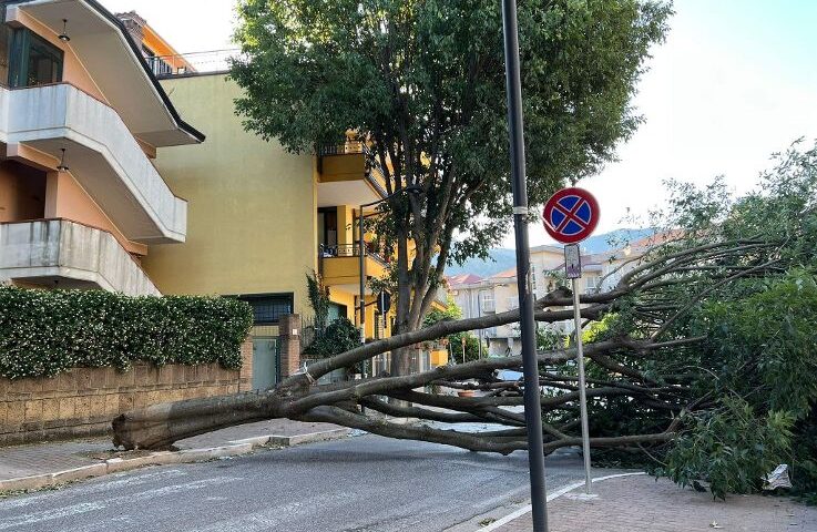 Crollo di alberi a Baronissi, Galdi: «Riunire subito la commissione Ambiente» 