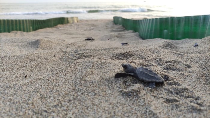 Ascea Marina, la spiaggia Scogliera attrezzata per il nido della Caretta Caretta