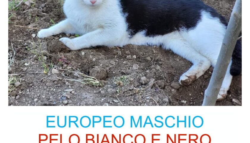 A Calvanico smarrito un gatto dal 14 maggio, promessa ricompensa