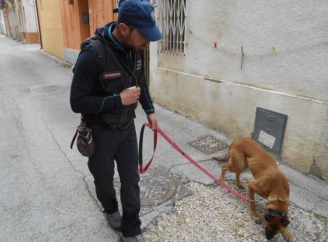 Nocera Inferiore, avvelenamento di animali domestici: controlli a tappeto dei carabinieri