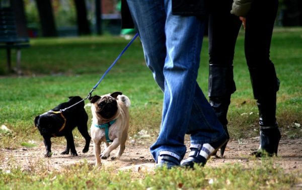 Salerno, parte il servizio di raccolta deiezioni canine