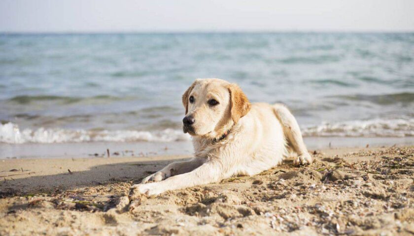 A mare con il cane, il Comune di Atrani stabilisce gli orari