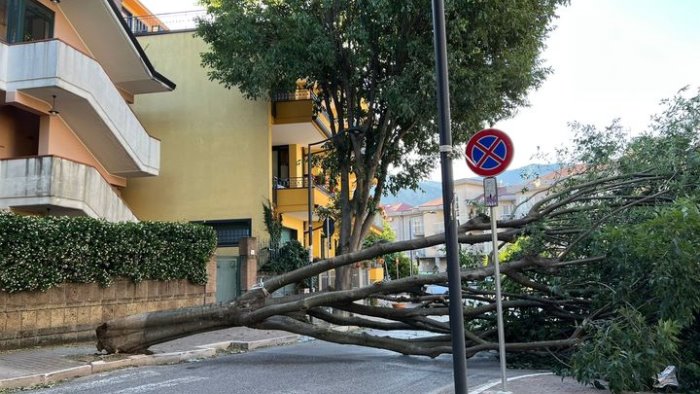 Baronissi, cade albero in via Berlinguer: il Comune anticipa 38 abbattimenti di bagolari pericolanti