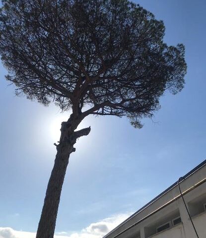 Patrimonio arboreo da mettere in sicurezza a San Marzano sul Sarno, continuano le operazioni del Comune  