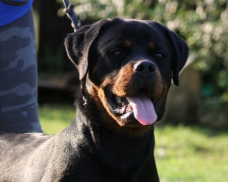 Nocera Inferiore, cane lasciato sul balcone al sole: nei guai il proprietario