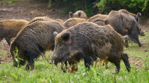 Vallo di Diano, scomparsi i cartelli per la zona rossa che indicano la peste suina africana