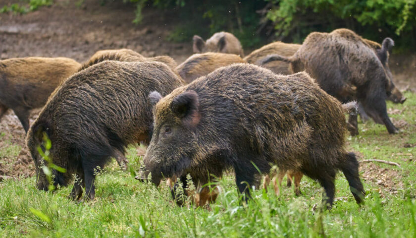 Famiglia accerchiata da cinghiali, paura nel Salernitano