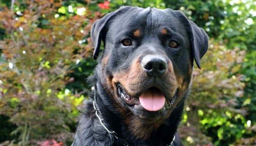 Pontecagnano, rottweiler aggredisce due ragazzini