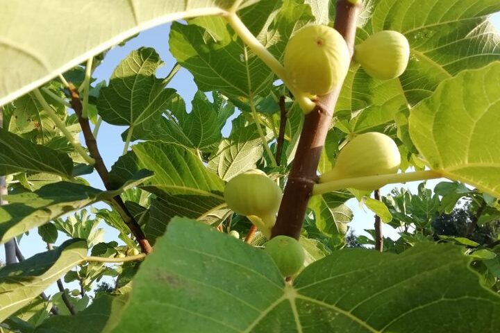 TUTELA E VALORIZZAZIONE FICO BIANCO DEL CILENTO