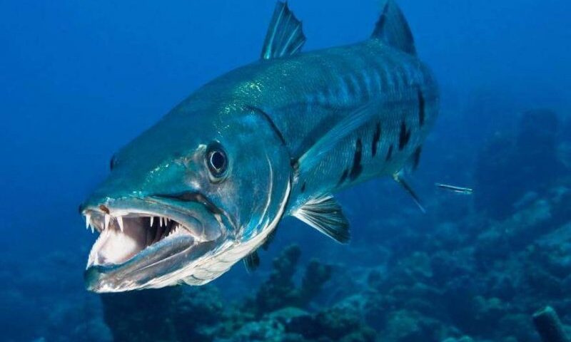 Salerno, aria irrespirabile per testa di barracuda trovata in spiaggia