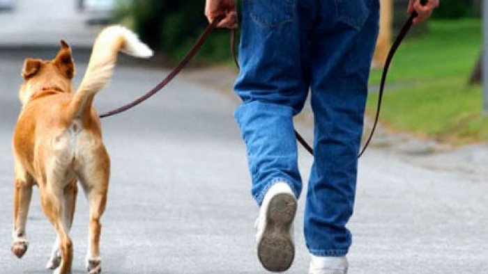 Il medico veterinario Mercede assessore alla Tutela degli Animali a Nocera Inferiore