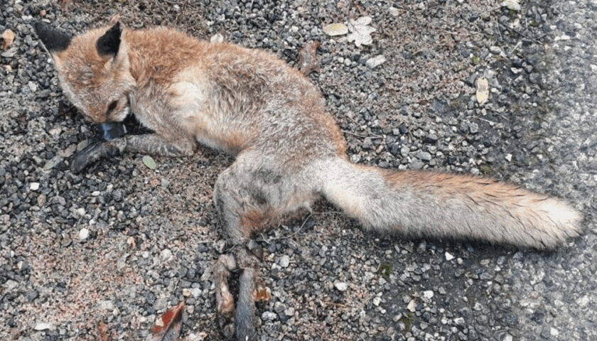 Cucciolo di volpe ucciso sulla strada per l’Avvocatella, l’ira del comitato civico di Dragonea