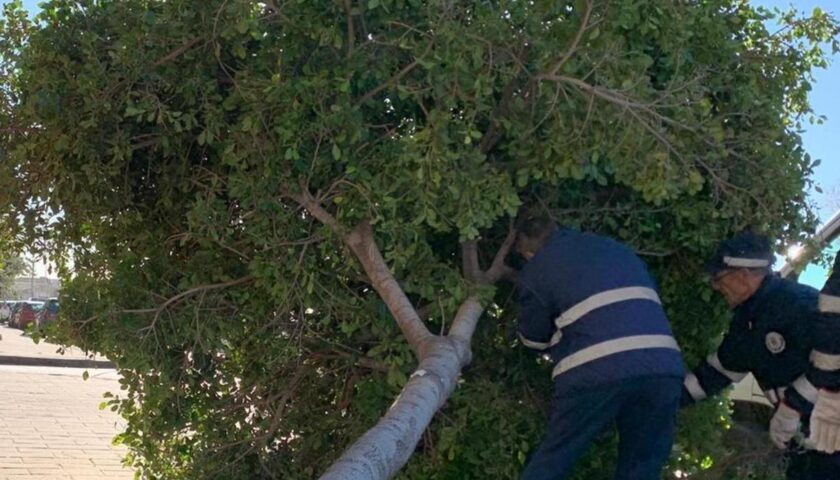 Salerno, prime palme pericolose abbattute in via Luigi Guercio: polemica sulla manutenzione