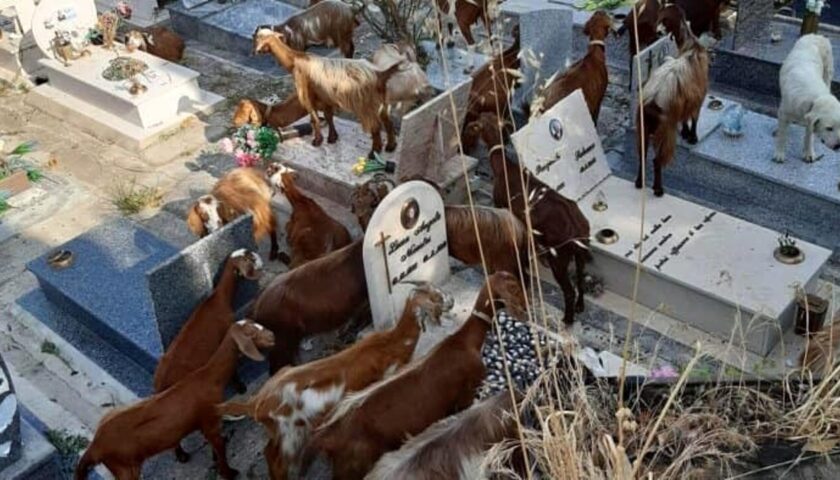 Salerno, capre e pecore invadono il cimitero. Multati e denunciati i responsabili