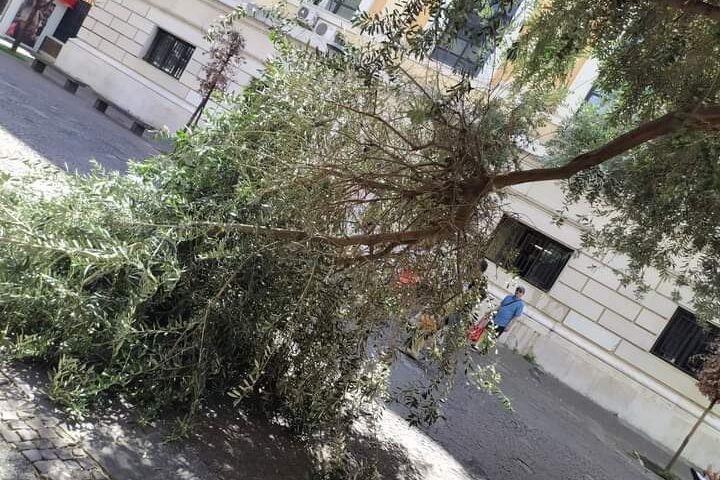 Salerno, ramo si stacca da pianta: paura per alcuni turisti
