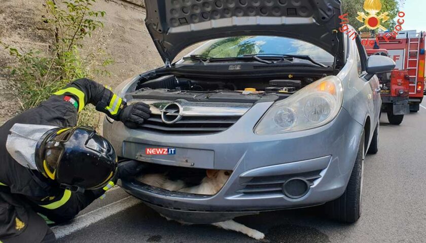 A Giffoni Valle Piana cane incastrato sotto un’auto salvato dai vigili del fuoco