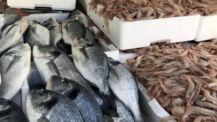 A Sapri prodotti senza tracciabilità: sequestrati 40 kg di pesce