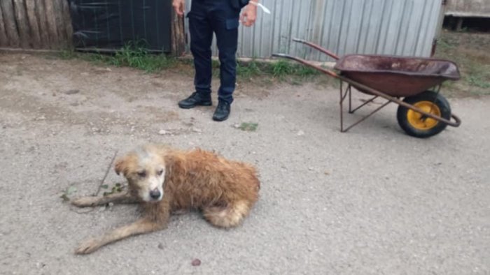 Vigili del Fuoco e Polizia locale salvano cane finito in un dirupo