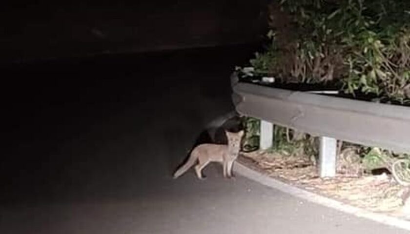 Vietri sul Mare, cuccioli di volpe recuperati e trasferiti altrove. Soddisfatto il comitato civico di Dragonea