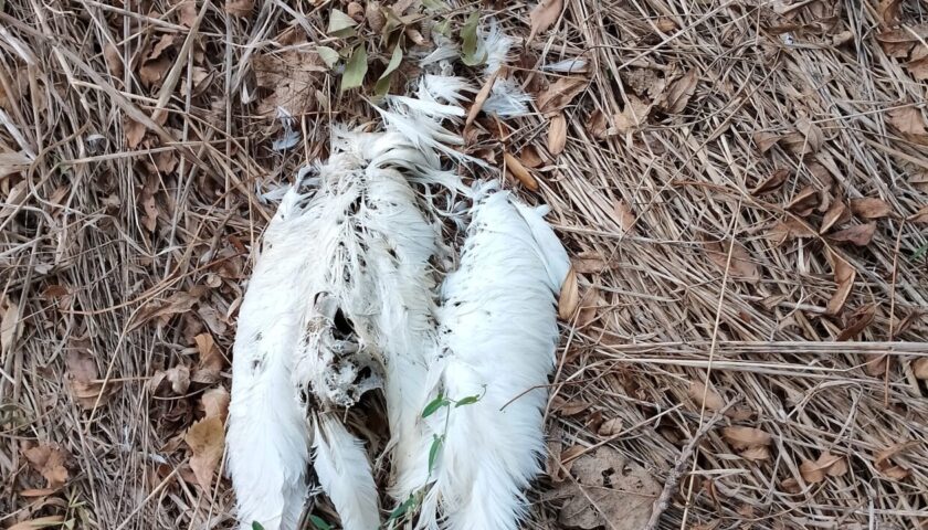 Caccia illegale tra Eboli e Battipaglia, volatili trasferiti al Cras