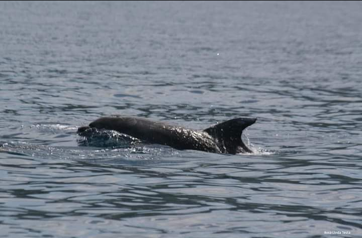 Punta Campanella, al via il corso per Dolphin watching