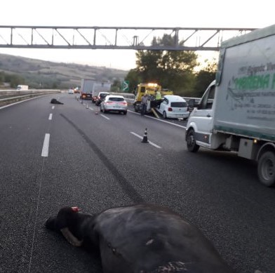 Bufale in autostrada sulla A2: investite e uccise da un’auto