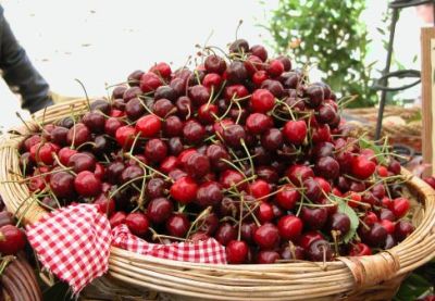 La ciliegia di Bracigliano diventa Igp