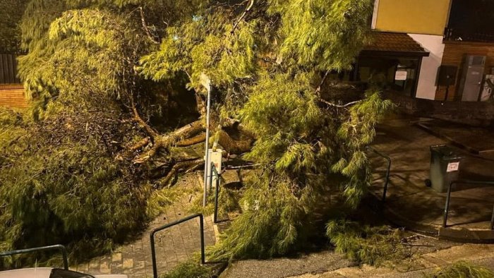 Salerno, albero si spezza e finisce in strada nella notte in via Pio XI