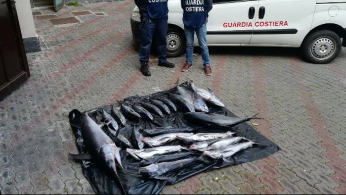 A Pisciotta sequestrati 35 kg di tonno rosso e donat in beneficenza alla Caritas