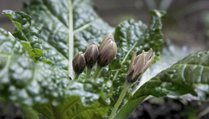 Mandragora velenosa, ritirati dal mercato salernitano tutti i lotti di spinaci che possono essere contaminati