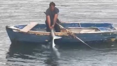 Sapri, pescatore s’imbatte in uno squalo: lo aiuta a prendere il largo