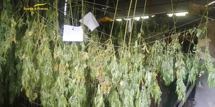 Coltivazione di droga a Mercato San Severino, 300 piante sequestrate e un arresto