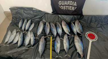 Salerno, tonni sottomisura sequestrati dalla Guardia Costiera