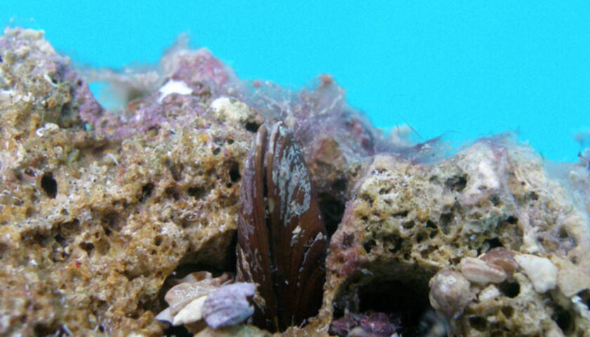 Sentenza storica, pescare datteri di mare è reato ambientale