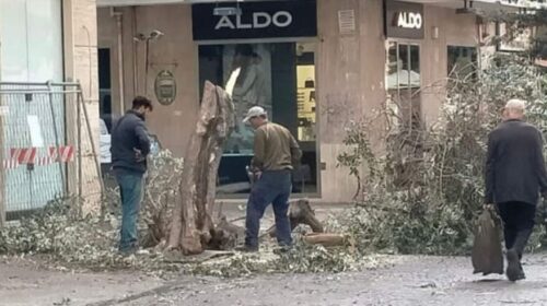 Taglio abusivo dell’albero sul corso a Salerno, i 5 Stelle: “Il sindaco si dimetta”