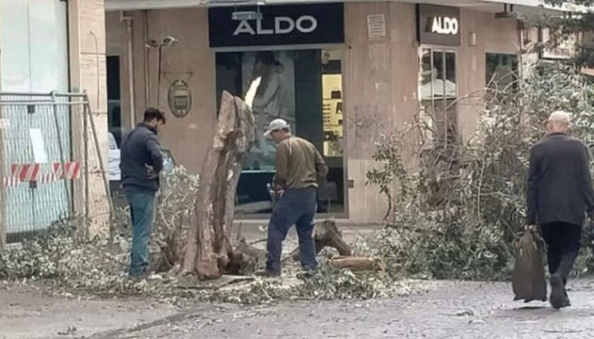 Taglio abusivo dell’albero sul corso a Salerno, i 5 Stelle: “Il sindaco si dimetta”