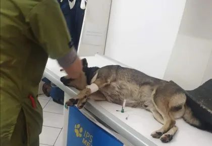 Cane ferito da arma da fuoco a Sarno