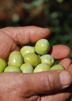 Attesa ad Albanella per la festa olio d’oliva