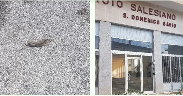 Topo morto da 5 giorni in via De Angelis, il Codacons: “Salerno nell’abbandono”