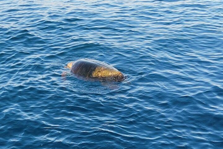 La Regione stanzia 70mila euro per la tutela delle tartarughe marine