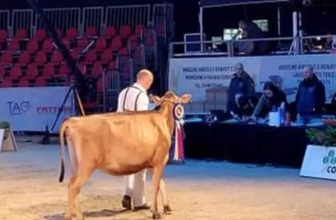 Fiera zootecnica a Cremona, la mucca d’oro arriva da Sanza