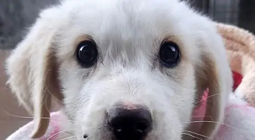 Cava de’ Tirreni, cagnolina di due mesi gravemente ferita e abbandonata