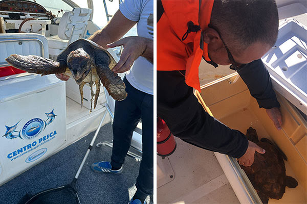 Esemplare di caretta caretta salvato dai militari della Guardia Costiera  tra Palinuro e Camerota