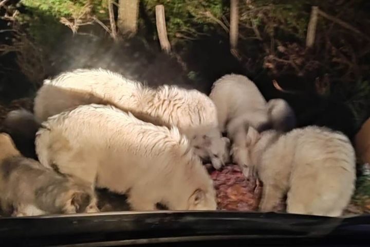 Cani randagi in strada a Montecorvino Pugliano, protesta dei volontari