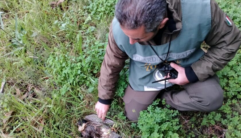 Bracconaggio, raffica di sanzioni nella Piana del Sele