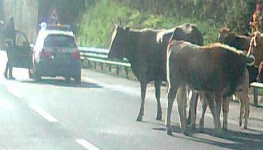 Bovini vaganti a Baronissi, riunione in Prefettura