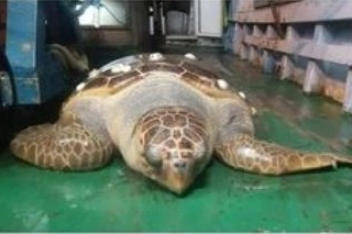 Tartaruga di 85 kg salvata a largo di Maiori
