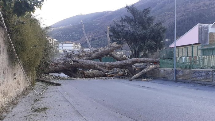 A Roccapiemonte pino si abbatte in strada