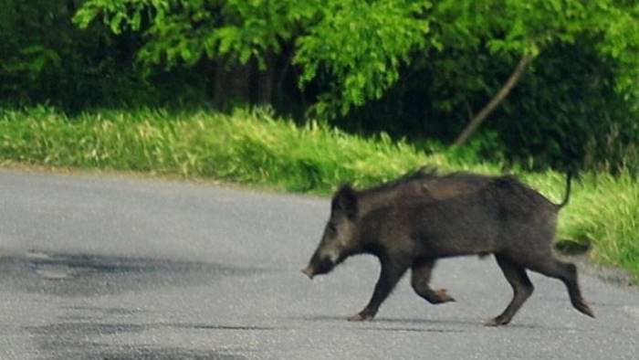 Roccadaspide, cinghiali in strada: ferito centauro 17enne di Albanella